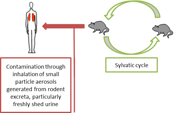 Ciclo de infección por hantavirus simplificado