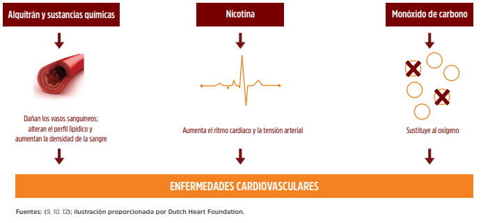 Mecanismos fisiopatológicos del consumo de tabaco que causan enfermedades cardiovasculares